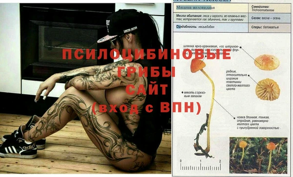 гашик Богданович